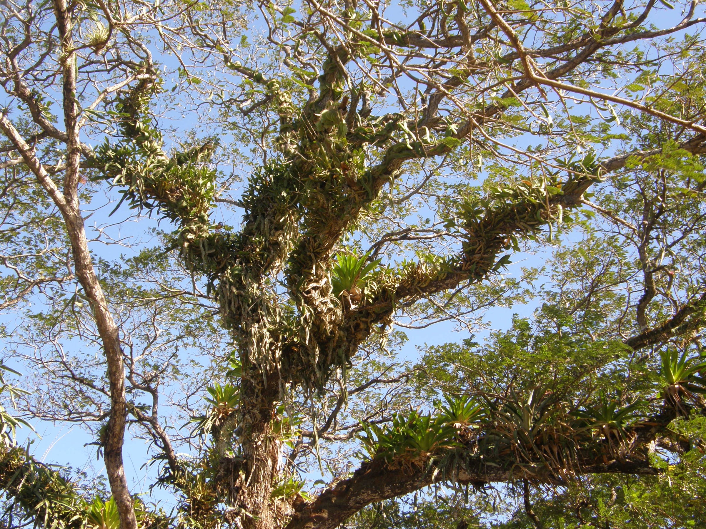 The Remarkable Trees of Costa Rica: Ecotourism and Environmental ...
